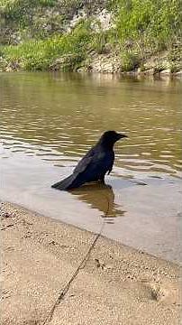 [水浴びせずに足跡つけて石を食べるカラス] #shorts #birds #カラス #crow