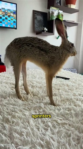 Secrets Hidden in a Rabbit’s Tail! 🐰✨