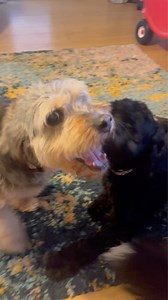 Daisy’s elocution lessons 🤭😆 | TeamCasp47