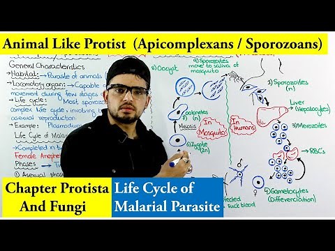 Animal Like protists (Apicomplexa or Sporozoa) | Life cycle of Plasmodium (Malaria) |