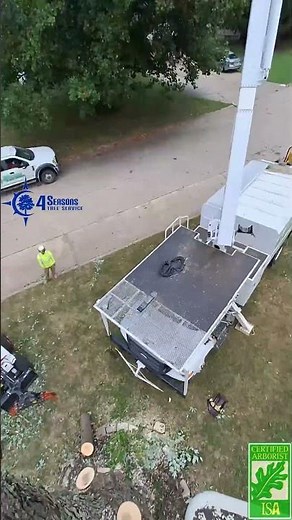 Maple Tree Removal, 2025-059 Tyler S. 4 Seasons Tree Service Springfield #4sts #treeremoval #stump