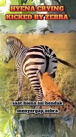 The zebra made the hyena cry 🤣🤣 #lifeisnature #wildlife #animallife #animals #worldwildlifeday
