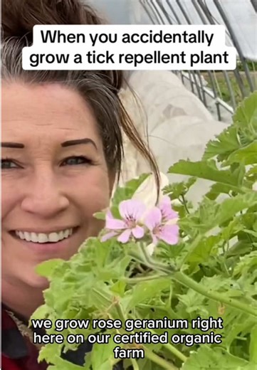 Our all natural tick and pest repellent. No chemicals, no DEET. Just the power of plants. #naturalskincare #supportsmallbusiness #naturalpestcontrol #naturalbugspray #plantpower