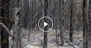 Wildfire Rages in Southern New Jersey