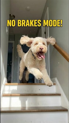 Friday the Labradoodle Goes Full “No Brakes Mode” Down the Stairs! #dog #funny #fyp #viral #doglife