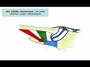 Ensemble fonctionnel de l'épaule 1