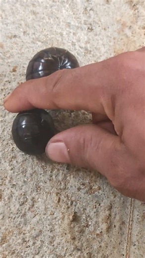 What's so funny? #pillmillipede #shorts