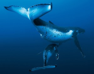 'Océanos', un documental para sumergirnos en las profundidades del mar