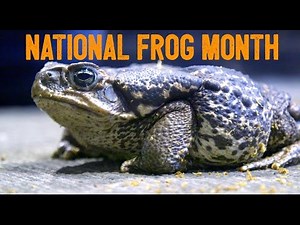 How will you celebrate National Frog Month?