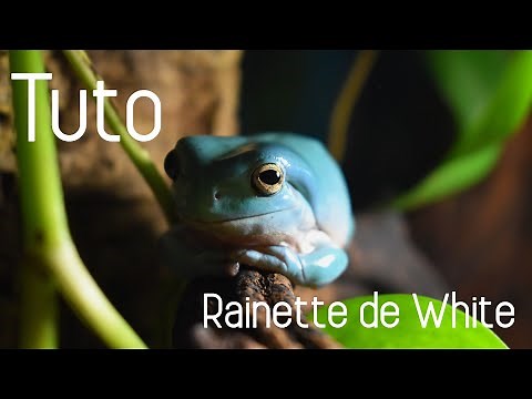 TUTO RAINETTE DE WHITE - Réussir l'élevage d'une Litoria !