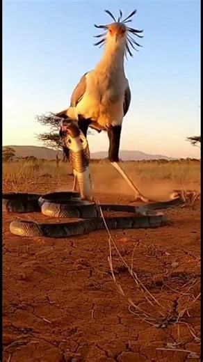 Savannah Stomp Fury! Secretary Bird Attacks Cobra 🦅🐍