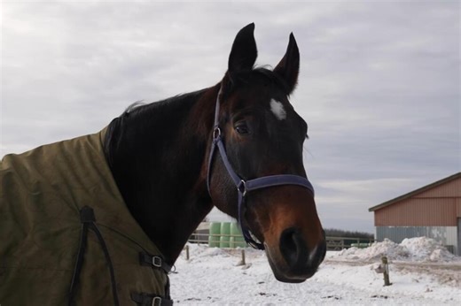 A horse whinny is unique in the animal kingdom | Siobhan Starrs