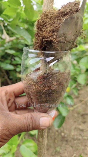 “The art of plant propagation.” #plants #craft #foryou #gardening #grafting #layering #farming #usa