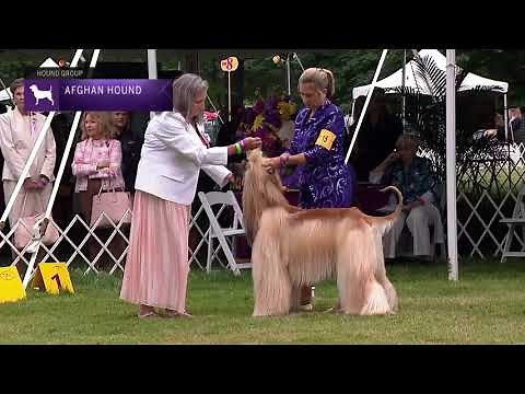 Afghan Hounds | Breed Judging 2021