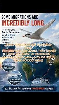 Why do Birds migrate?