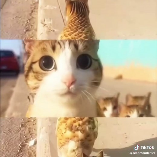 Meow vs Corn Dog: A Feline Showdown
