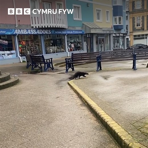 17K views · 178 reactions | Roedd 'na ymwelydd annisgwyl yn Aberystwyth y bore 'ma - dyfrgi a gafodd ei weld yn cerdded o amgylch y dref! 簾  Y cyngor gan Ymddiriedolaeth Dyfrgi Cymru yw gadael llonydd i'r dyfrgi ganfod ei ffordd ei hun yn ôl i'r dŵr  | BBC Cymru Fyw | Facebook