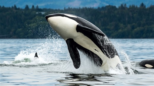 Wild Orcas Are Offering Food to Humans, Are They Seeking Friendship or Trying to Manipulate?