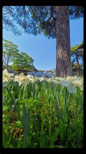 Used my @insta360_official camera to shoot videos of different flowers in Hitachi Seaside Park #japan #springflowers #insta360 #hitachiseasidepark #ひたち海浜公園 #creatorsearchinsights