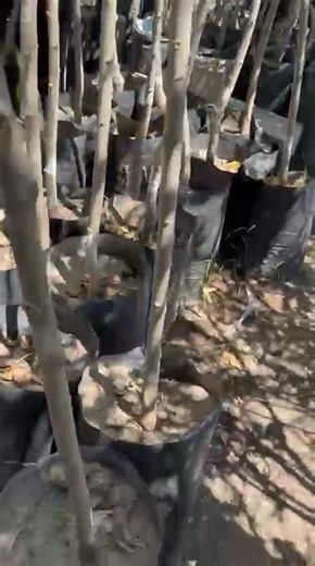 🌳🌟🌳ÁRBOL ALAMO VERDE🌳🌟🌳 Alcanza unas enormes alturas, resisten heladas históricas, ideal para generar sombras en espacios abiertos como Granjas, parques residenciales y más! 🚚Te lo llevamos y plantamos a tu casa, Granja o terreno (Todo Juárez y Samalayuca) ✅ Hermoso ✅ Tolera heladas ✅ El calor lo tolera perfectamente ✅ para fosa amplia ✅ hermosa Sombra ✅ Si se da en Juárez 😉 🪱En la compra de tu Alamo Verde se incluyen 10kgs de Lombricomposta🪱 Pide tu Árbol Alamo ☎️ 656 857 0747 / 63911
