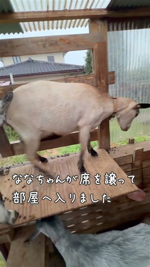 ヤギのいる暮らし 9/7 ふく君の席