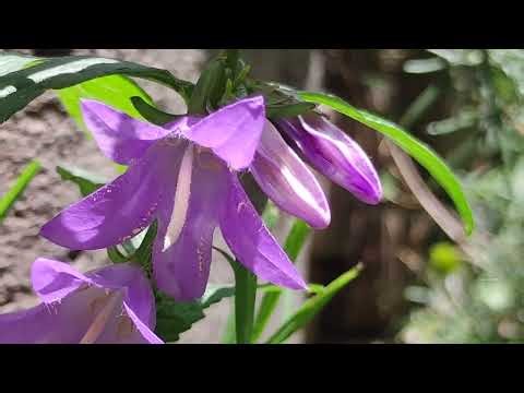 ​🌿 CRÓNICAS DE UNA COLONIZADORA: El enigma biológico de la Campanula rapunculoides