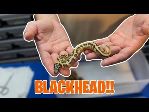 Blackhead Combos!! Can We Hit The Odds? #snakes #eggcutting #ballpython