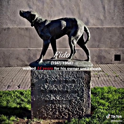 Heartwarming Story of Fido, the Loyal Italian Dog Waiting for His Owner