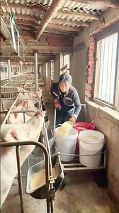 Daily Routine on a Pig Farm: Preparing and Feeding the Hogs Their Meal