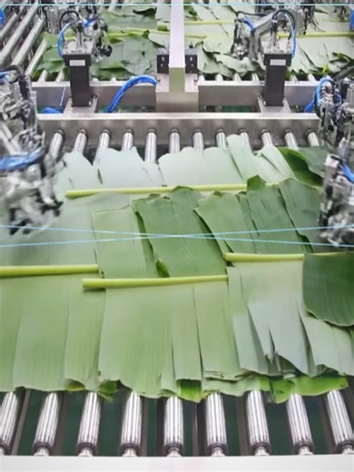 Modern Banana Leaf Factory Producing 50,000 Plates Daily