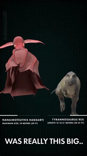 T. rex vs Max Size Nainamoteuthis haggarti