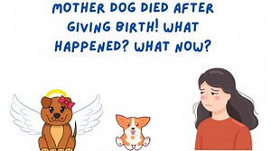 Mother Dog Died After Giving Birth - What Happened? What Now? - Bulldogpapa