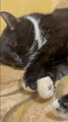 Cat Purr. Relaxing video for sleep. Cute Cat purring for relaxation. Relax. ASMR Purr #purr