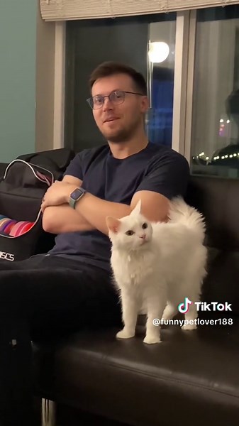 Captivating Cat Gaze: A Funny Video Compilation