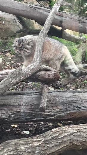 Exploring Lynx Behavior in Naturalistic Habitat