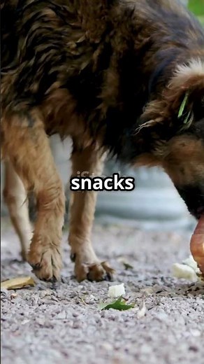 Why Do Dogs Eat Poop? 🐶💩