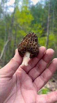 Amazing Morel Hunt ! 🤩🍄🌲| Washington 2026