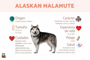 Perro alaskan malamute o malamute de Alaska - Origen, características, cuidados, alimentación y salud con fotos