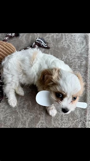 贪吃狗娃#a very hungery puppy#Cavapoo #American Eskimo Dog