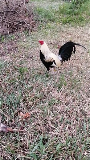 #gamefowlnation🐓 #sabongislife🐓 #gamefowlbreeders