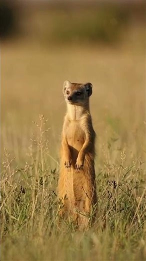 Discover the Secret Lives of Yellow Mongooses in the African Wild 🐾