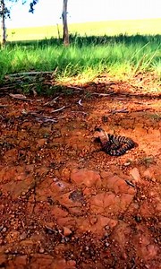 King cobra 🐍 🐍 | DIY & Crafts