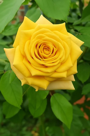 Roses in many colors — every bloom spreading joy, love, and beauty in its own unique way 🌷💖✨ Tap ❤️ if these colorful roses made your heart happy today! 🌈😊 #FlowerLovers 🌸 #NatureVibes 🌿 #BeautifulFlowers 🌼 #Roses 🌹 #Fblifestyle ✨ | Blooming Flowers Nature