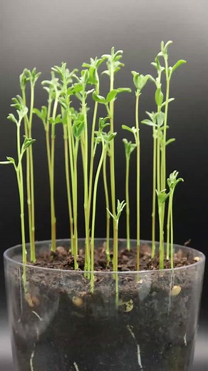 Cómo Germinar Lentejas: Guía Paso a Paso