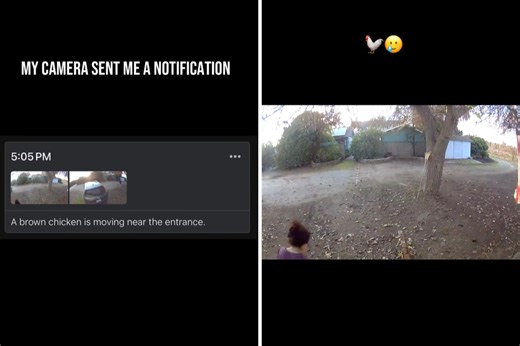 Door cam alerts over 'brown chicken' on front yard—hysterics over reality
