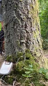 Video (47) | guilty treeson