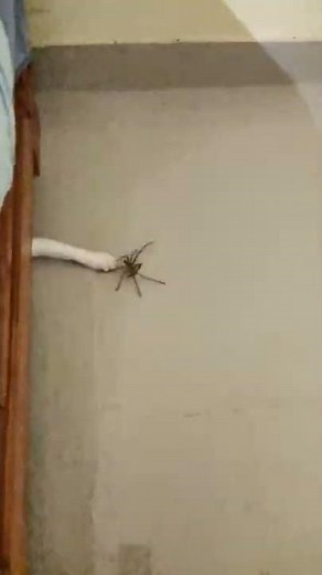 Cat vs spider
