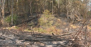 New Brunswick forest fire season wraps up with 200 fires