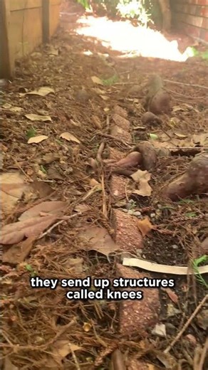 Why this tree grows spikes out of the ground