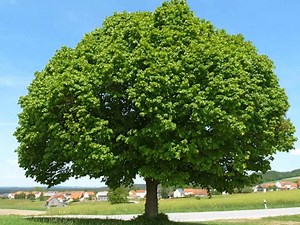 Coverversion: Der alte Lindenbaum Komponist: Ladislav Kubes Hans Griffaton ✨ | Ich liebe Deutsche Musik